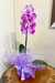 Orquídea Lilás Phalaenopsis