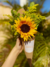 Cone de Girassol - comprar online