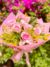 Buquê de 12 rosas cor de rosa