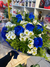 Buquê de 06 Rosas Azuis na internet