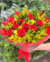 Buquê de 12 Rosas Vermelhas