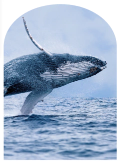 Arcos-15 na internet