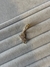 Aro Gatito (discontinuo) - comprar online