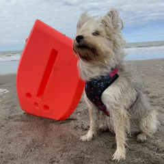 Arnes manchas pintura - Reyes & Reinas