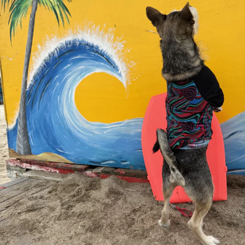 Remera Surfer - comprar online