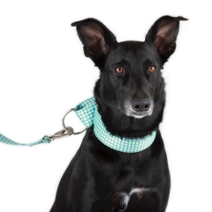 Collar estilo Martingale y Manija estampado para galgos y perros grandes