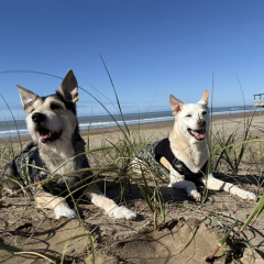 Imagen de Musculosa Camuflada