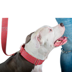 Collar estilo Martingale y Manija estampado para galgos y perros grandes - comprar online