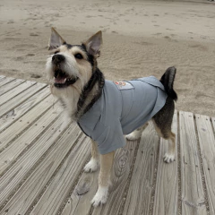 Camisa Celeste pastel - Reyes & Reinas