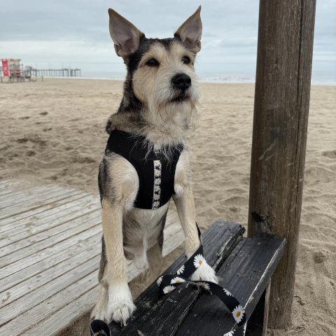 Arnes de pecho modelo Margaritas - comprar online