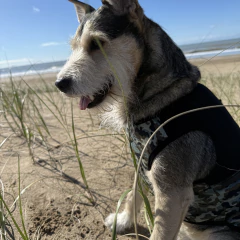 Musculosa Camuflada - tienda online