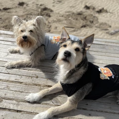 Musculosa Friends - tienda online