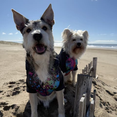 Rompeviento manchas pintura en internet