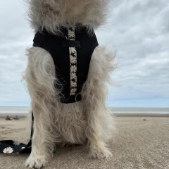 Arnes de pecho modelo Margaritas en internet