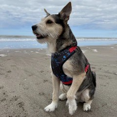 Arnes manchas pintura - comprar online