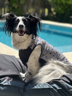 Musculosa clásica estampada para perros grandes