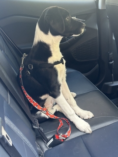Cinturón de Seguridad para perros