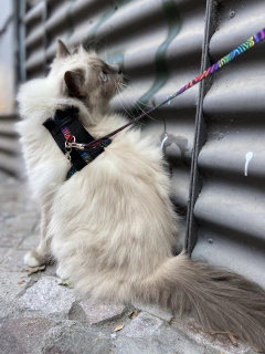 Conjunto collar arnés para gatos extensible en internet