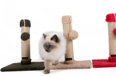 Imagen de Rascador poste con juguete (consulta colores disponibles y tiempo de entrega )