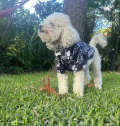 Rompevientos Huellas - Reyes & Reinas