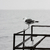 Cuadro The Dock 70 x 50 - comprar online