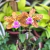 Orquídea C. Corcovado X C. Pão de Açucar - Tam.3 na internet