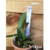Orquídea Pot. Spanish "Eyes" planta espetacular muito apreciada - Tam.2 na internet