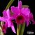 Orquídea Lc. Malli Tyller - Adulta