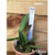 Orquidea Lc. Haw Yuan Beauty (453) - Mudas Tam. 3 - comprar online