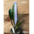 Orquídea Lc. Coastal Concept 'Comet' tam.3 na internet