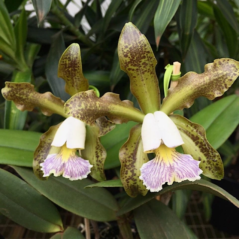 Orquídea Cattleya Schilleriana Caerulea - Tam. 2