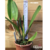 Orquídea Lc. Jaguariuna - Adulta - comprar online
