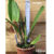 Orquídea Lc. Mildred Rives Orchid Glade - Pré Adulta - comprar online