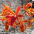 Orquídea Epicattleya Volcano Trick - Pré Adulta - comprar online