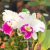 Orquídea Blc. Fire Night Lavender Kiss - Tam. 2 - comprar online