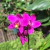 Orquídea Spathoglottis Unguiculata (Grapete) - Pré adulta na internet