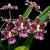 Orquídea Oncidium Boso Sweet - Tam.3