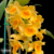 Orquídea Dendrobium Densiflorum - Adulta - loja online