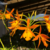 Orquídea Epitechea Orange Blaze - Tam. 3