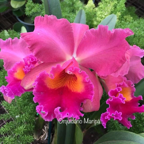 Orquídea Blc. Pumpkin Festival "For Queen" cattleya flores grandes mudas - Pré adulta