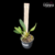 Orquidea Dendrobium Aggregatum amarelo gema espécie - Tam.2 - comprar online