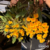 Orquidea Dendrobium Aggregatum amarelo gema espécie Pré-adulta - comprar online