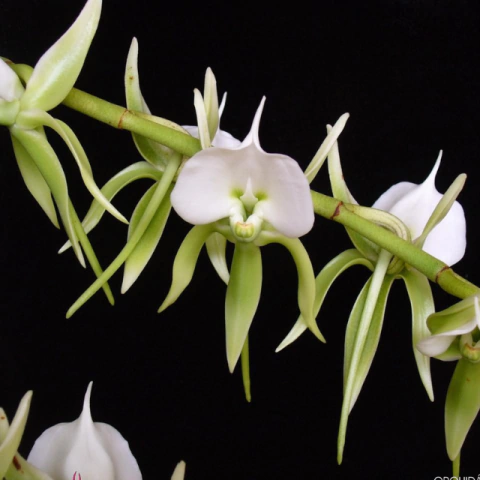 Orquídea Angraecum Eburneum- Adulta - comprar online