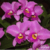 Orquidea Lc. Anna reis Winterfield - Tam. 3 - comprar online