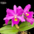 Orquidea Lc. Anna reis Winterfield - Tam. 3