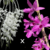 Orquídea Dendrobium Anosmum Híbrido - Pré Adulta