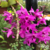 Orquídea Dendrobium Anosmum Pink - Pré adulta