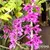 Orquídea Dendrobium Anosmum Tipo Gigante- Tam.2 - comprar online