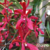 Orquidea Arachnis Flos-aeris X Renanthera Imschotiana - Tam.3 - comprar online