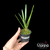 Orquídea Arpophyllum Giganteum Tam.2 - comprar online